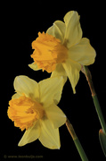 23rd Mar 2013 - Double Daffodil