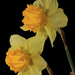 Double Daffodil by leonbuys83