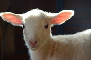23rd Mar 2013 - The last lamb