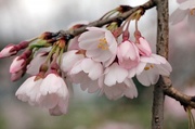 23rd Mar 2013 - Cherry Blossoms