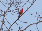 26th Feb 2013 - Cardinals