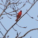 Cardinals by kathyo