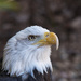 Bald Eagle by lstasel