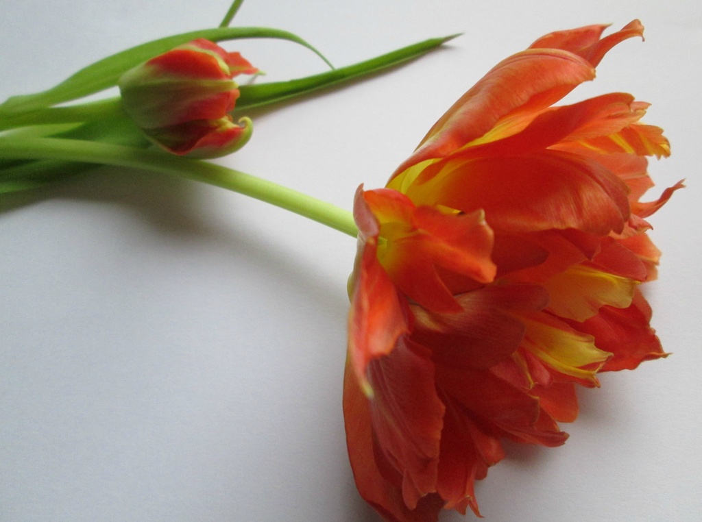 baby tulip: 'take' 2 by quietpurplehaze