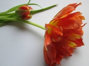 24th Mar 2013 - baby tulip: 'take' 2