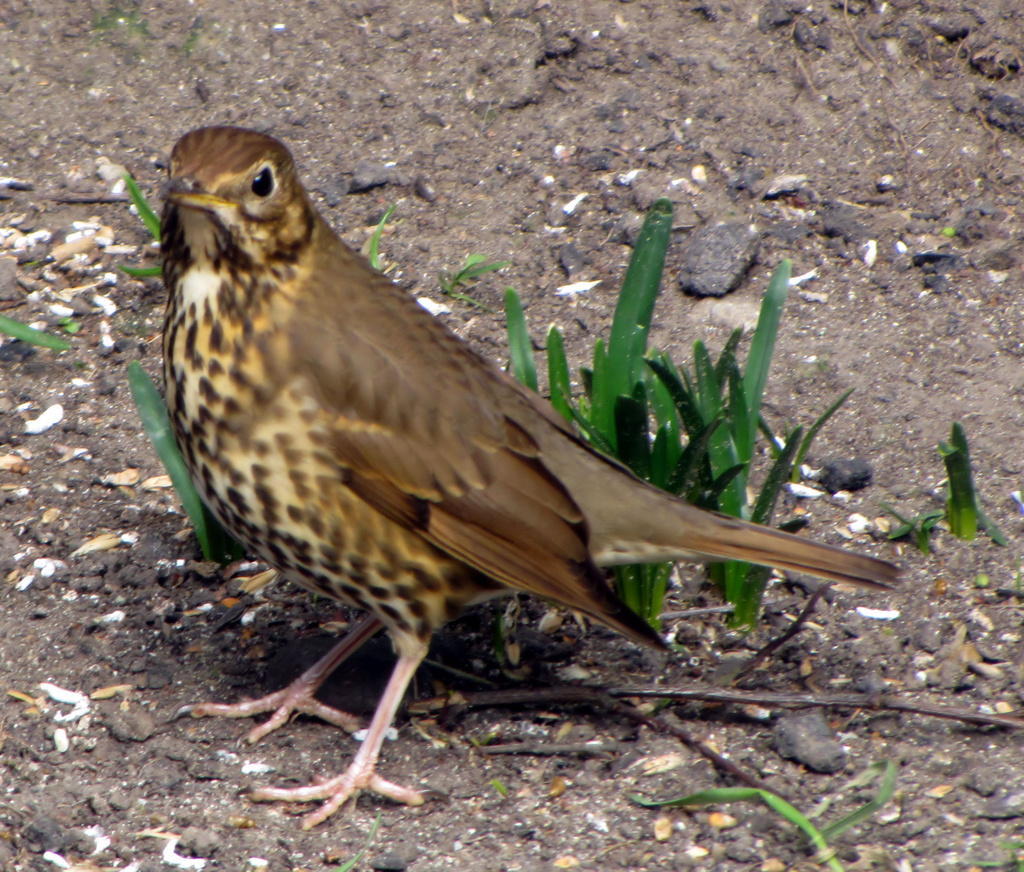 The Song Thrush by itsonlyart