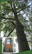 12th Aug 2010 - Tree Triage