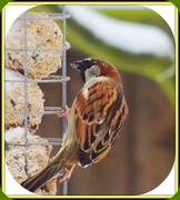 24th Mar 2013 - The humble sparrow