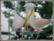 24th Mar 2013 - Collared doves