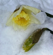 24th Mar 2013 - Daffodils in the Snow