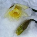 Daffodils in the Snow by fishers