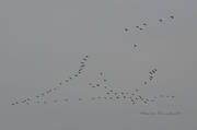 23rd Mar 2013 - Birds drawing