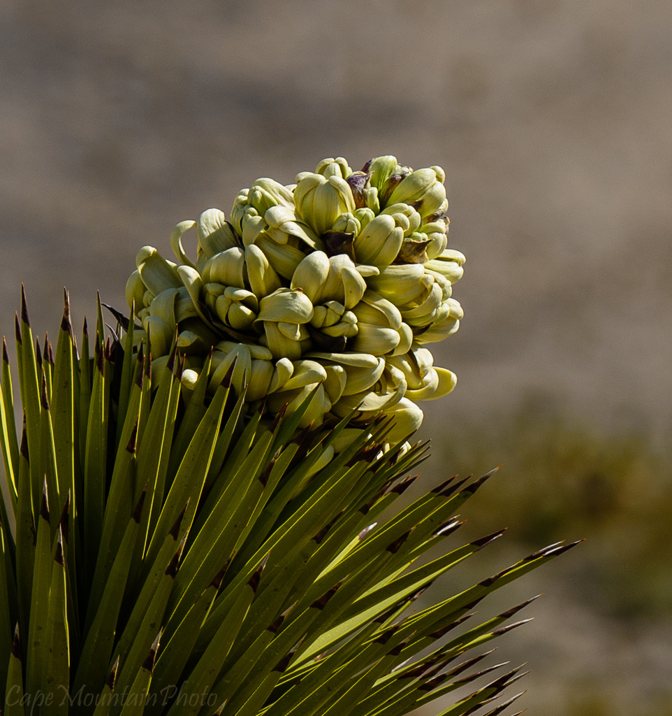 Blooming In the Joshua Tree Forest  by jgpittenger