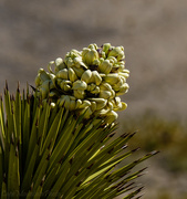 24th Mar 2013 - Blooming In the Joshua Tree Forest 