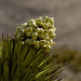 Blooming In the Joshua Tree Forest  by jgpittenger