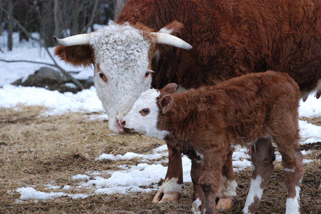 Patches First baby by farmreporter