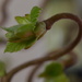 Sprouting leafs by nicoleterheide