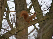 24th Mar 2013 - Squirrel