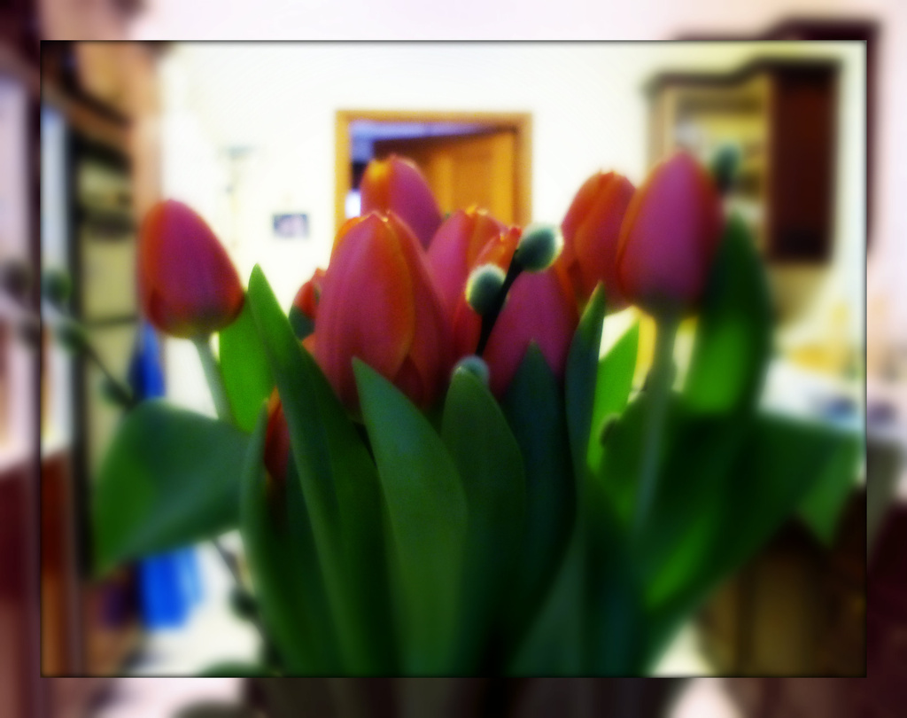 new tulips by sarah19