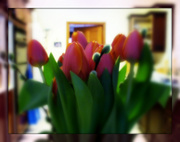 24th Mar 2013 - new tulips