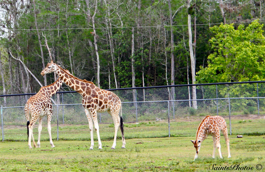 Mom, Pop and Baby giraffes by stcyr1up
