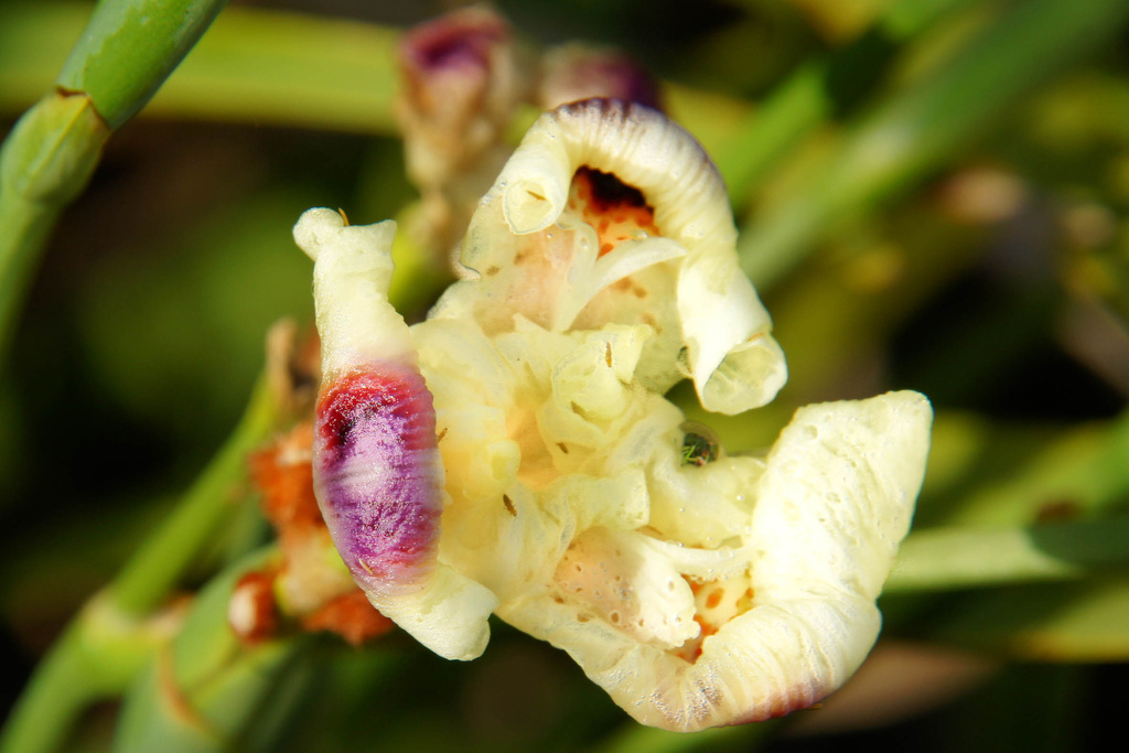 African Iris unfurling by danette
