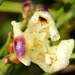 African Iris unfurling by danette