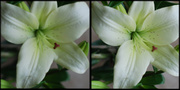 23rd Mar 2013 - One Lily