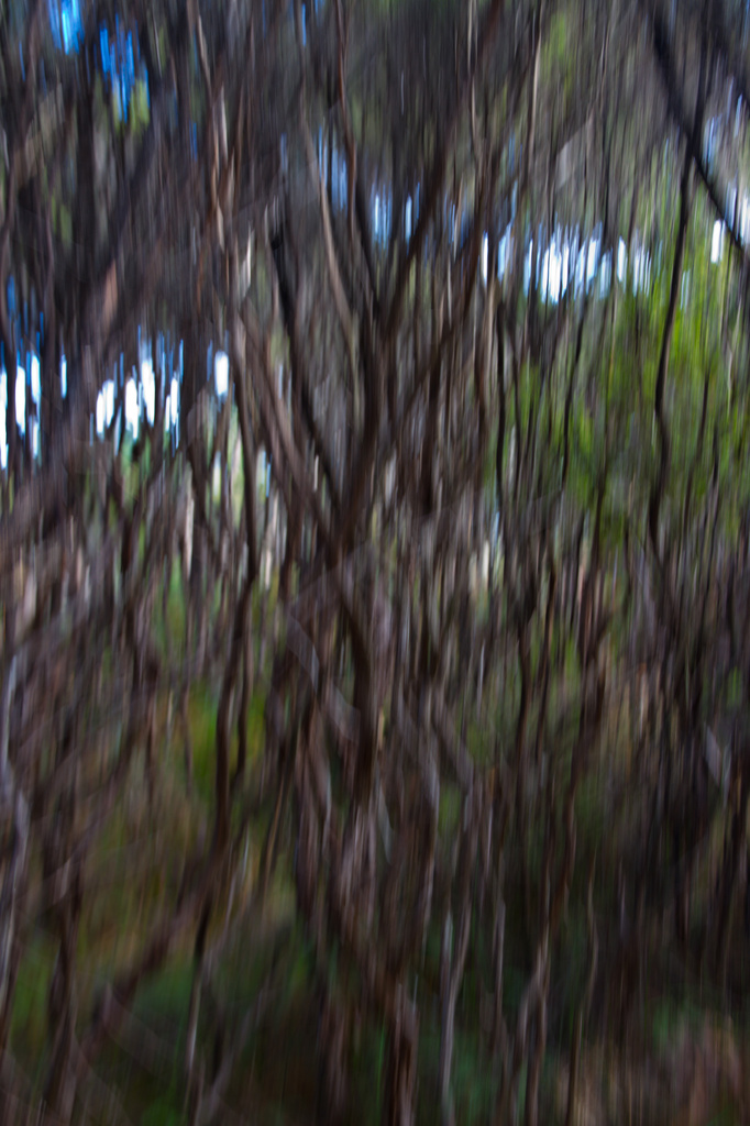 A Kauri Tangle by helenw2
