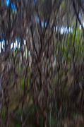 21st Mar 2013 - A Kauri Tangle