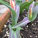 a trough of tulips: Johann Strauss by quietpurplehaze