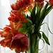 tulipfall  by quietpurplehaze