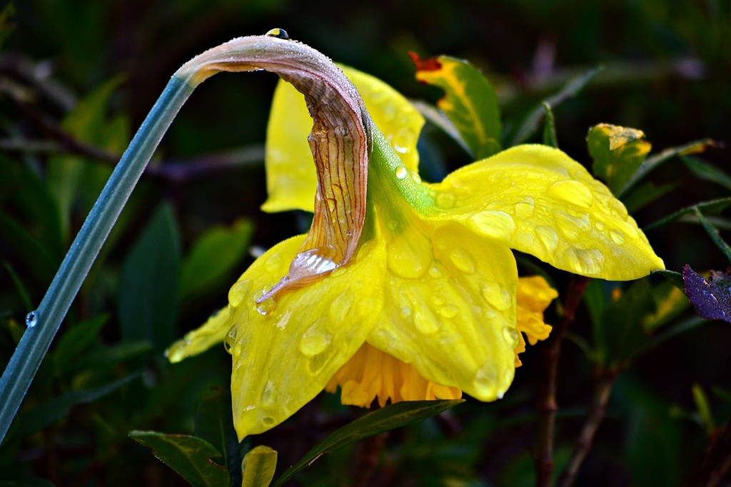 Wet Daffodil  by soboy5