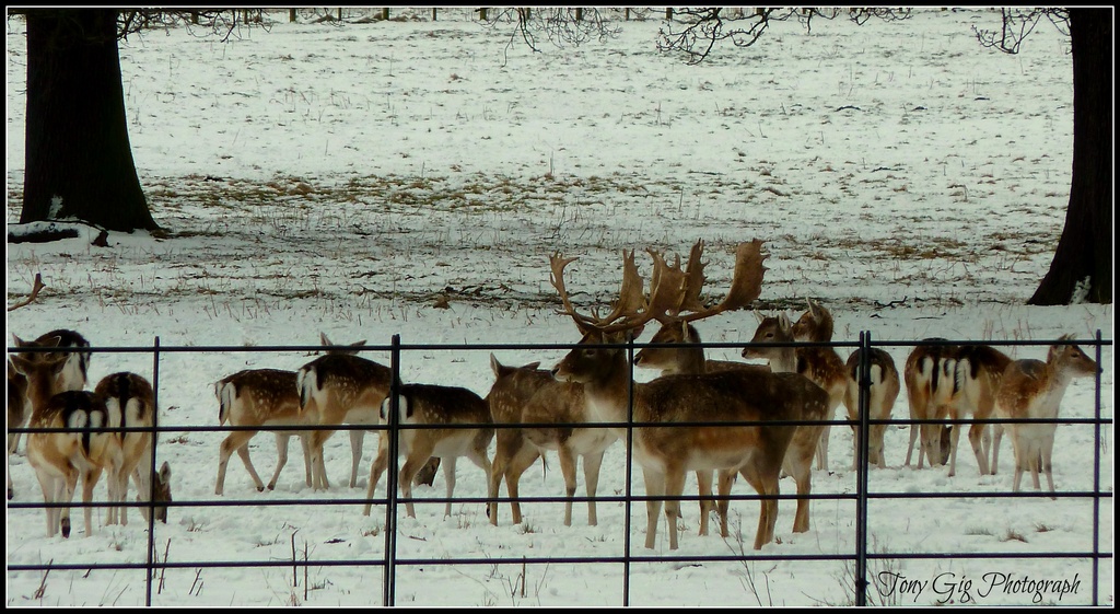 Deer Park by tonygig