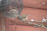 25th Mar 2013 - Hedge sparrow trying hard to reach!!! 