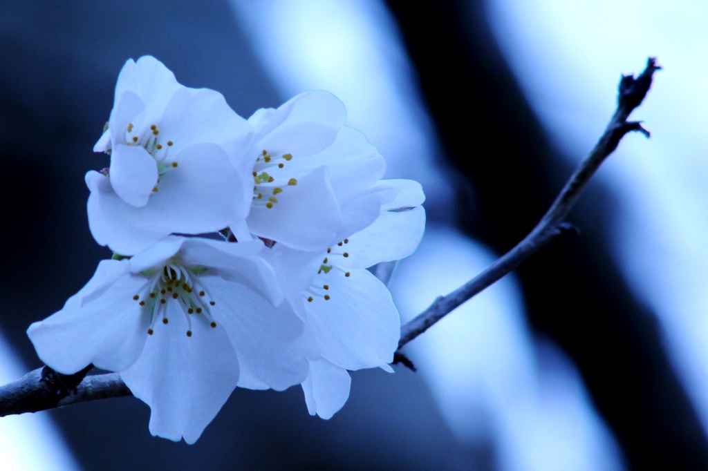 First Cherry Blossoms in the Cold by darylo