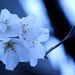 First Cherry Blossoms in the Cold by darylo