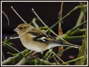 25th Mar 2013 - Another pic of the female chaffinch