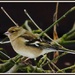 Another pic of the female chaffinch by rosiekind