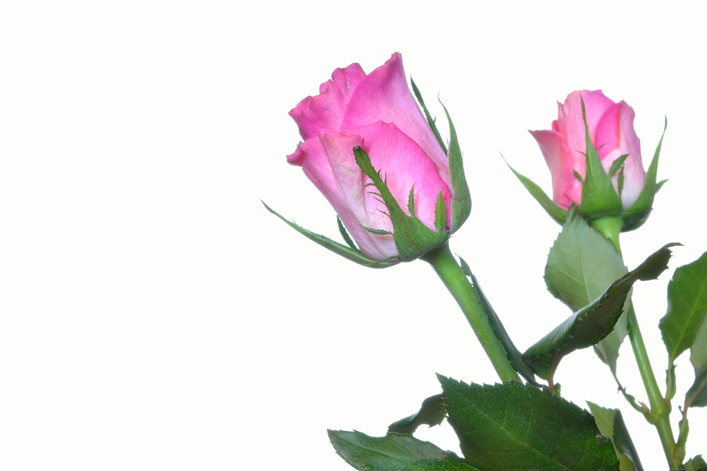 Pink Rose by richardcreese