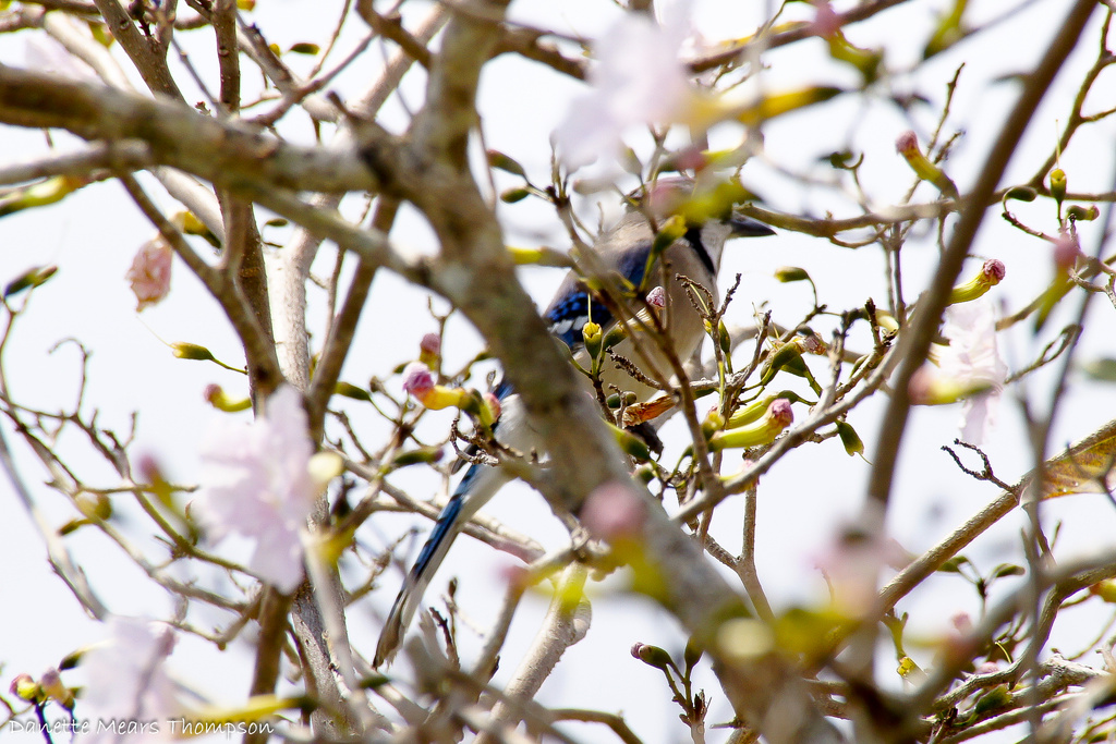 Hiding Blue Jay by danette