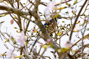 25th Mar 2013 - Hiding Blue Jay