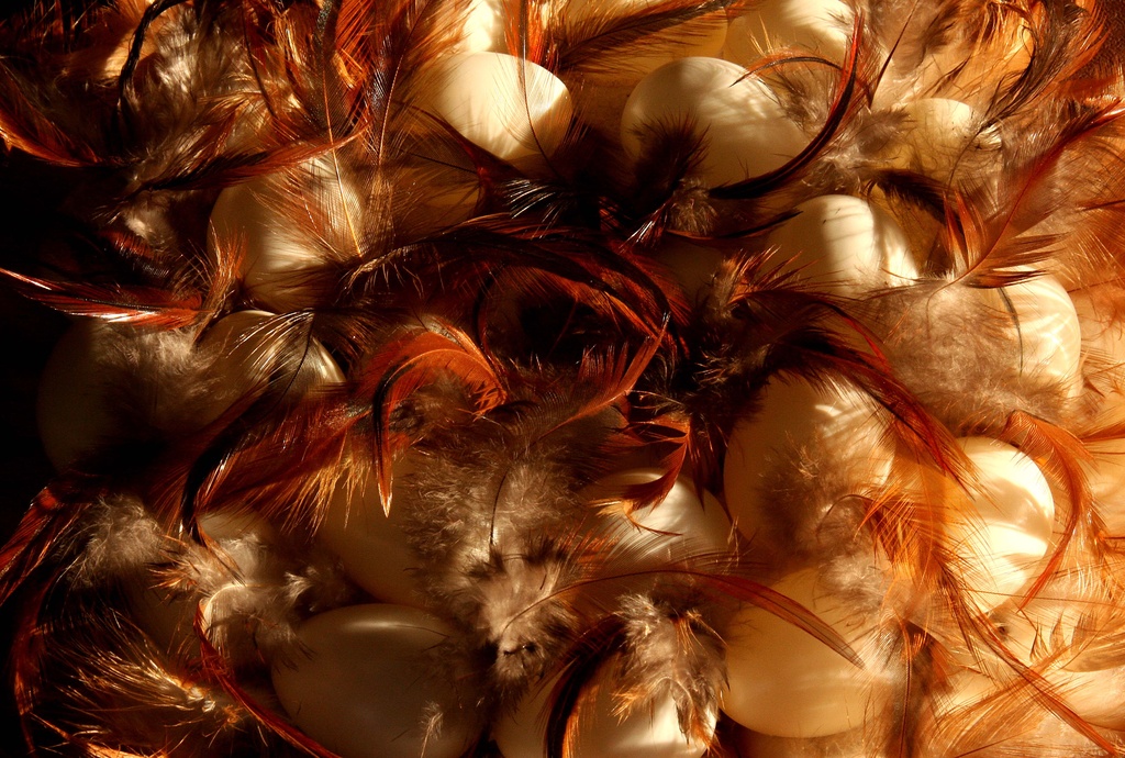 When life gives you feathers, photograph feathers! by angelar