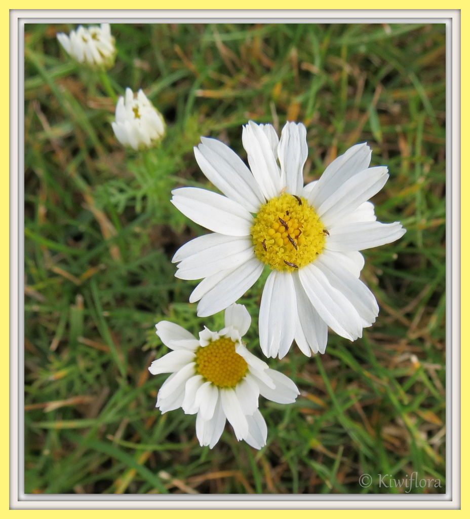 Daisy by kiwiflora