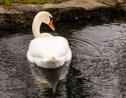 25th Mar 2013 - Snowy Swan Butt