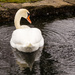 Snowy Swan Butt by cdonohoue