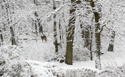 25th Mar 2013 - We got snow...