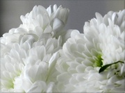 25th Mar 2013 - White Petals