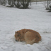 076_2013 Just napping in the snow. by pennyrae