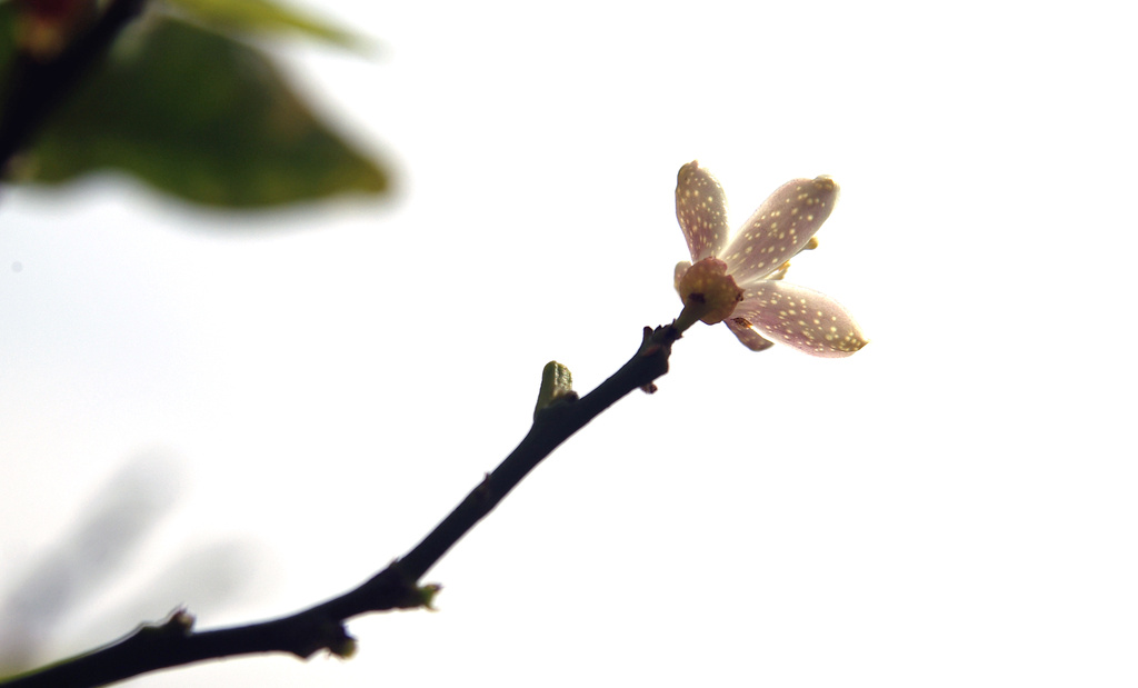 (Day 38) - Speckled Blossom by cjphoto